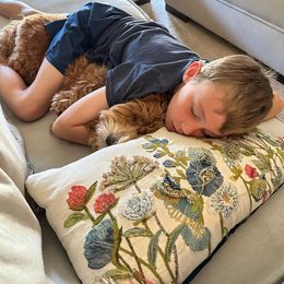 Goldendoodle All Grown Up from Golden Hearted Goldendoodles