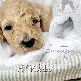 Poodle Puppies from Serene Arenas' Standard Poodles