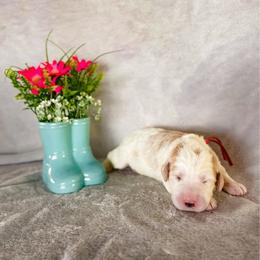 Foxglove (Fox) - Parti male Labradoodle puppy in Elizabeth City, North Carolina from Howdy Doodles