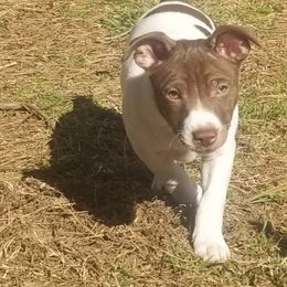 Rat Terrier Puppies from Live Wire Rat Terriers