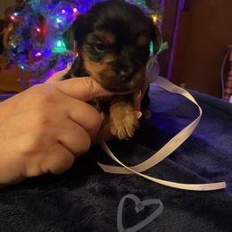Yorkshire Terrier Puppies from Sweet Fur Babies