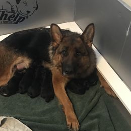 Lyla - German Shepherd