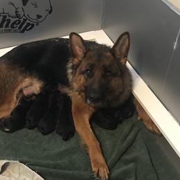 Lyla - German Shepherd