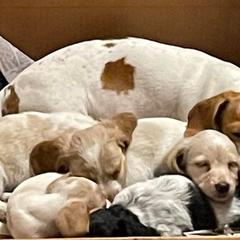 Dachshunds from Mary Jo Diaz