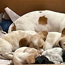 Dachshunds from Mary Jo Diaz