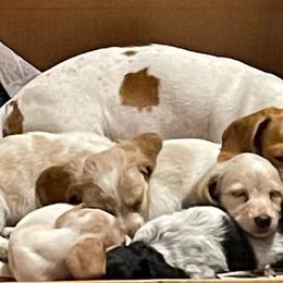 Dachshunds from Mary Jo Diaz
