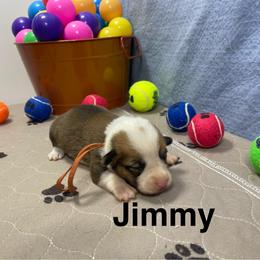 Jimmy - Red male Pembroke Welsh Corgi puppy in Apison, Tennessee from Ashmore Corgis