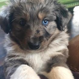 Toy Australian Shepherd Puppies from Kickapoo Creek Aussies