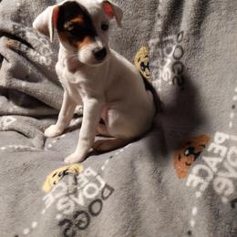 Girl spot - Tri-colored female Parson Russell Terrier puppy in Phelan, California from Elite Parson Russells