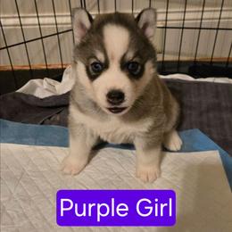 PURPLE Girl AVAILABLE - Gray and white female Siberian Husky puppy in Canton, Georgia from Mayhemhuskies
