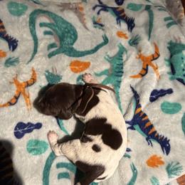 Brown - Liver and white male German Shorthaired Pointer puppy in Jackson, Georgia from Rosengrace Gsps (formerly Tiner GSP’s)