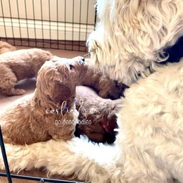 Goldendoodle Puppies from Carlie and Co. Goldendoodles