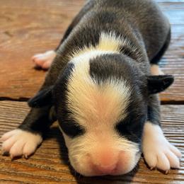 Girl 1 - Seal brown female American Pit Bull Terrier puppy in Lakewood, Washington from Perrault Kennels