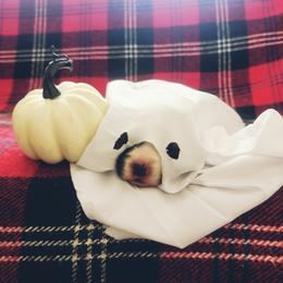 American Corgi and Pembroke Welsh Corgi Puppies from The Adirondack Corgi