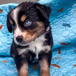Female 3 - Black tri female Miniature Australian Shepherd puppy in Helmville, Montana from CKO Country Road Aussies