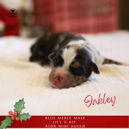 Oakley- BMM - Blue merle male Miniature Australian Shepherd puppy in Nacogdoches, Texas from TK Standard, Mini, & Toy Aussies