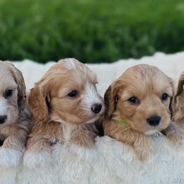 Cavalier King Charles Spaniels and Cavapoos from God Speed Paws