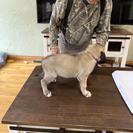 Mr. Red - Fawn male Anatolian Shepherd Dog puppy in Ozark, Missouri from Swan Falls Farm