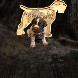 Boy 1 - Brown and gray male Wirehaired Pointing Griffon puppy in Afton, Wisconsin from Daehler's Wirehaired Pointing Griffons