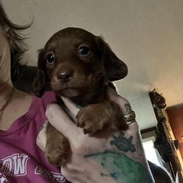 Dachshund Puppies from The Weenie Herd Mom