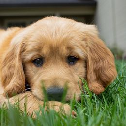 Golden Retrievers from Home on the Range Goldens