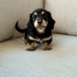 Dachshund Puppies from Gem State Mini Dachshunds
