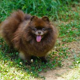 Veda - Pomeranian