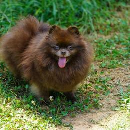 Veda - Pomeranian