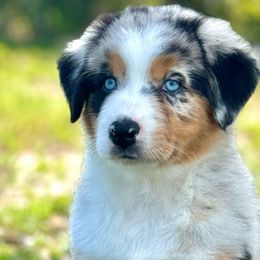 Crystal - Blue merle Australian Shepherd puppy in Florida from Florida Australian Shepherds