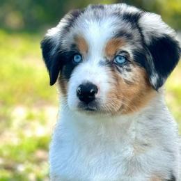 Crystal - Blue merle Australian Shepherd puppy in Florida from Florida Australian Shepherds