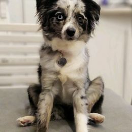 Toy Australian Shepherds from Piney Pastures Pups