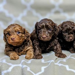 Yorkipoo and Yorkshire Terrier Puppies from Pup Moi Furrever Pets