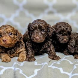 Yorkipoo and Yorkshire Terrier Puppies from Pup Moi Furrever Pets