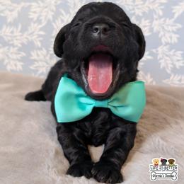 Charlie - Black male Shihpoo puppy in Rockledge, Florida from Bellady's Shihpoos