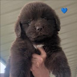 Brown Newfoundland Male 1 Blue - Brown male Newfoundland puppy in Burfordville, Missouri from Umfleet Farms