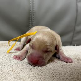 Cheerio - Yellow male Labrador Retriever puppy in Dickson, Tennessee from Cane Creek Labradors