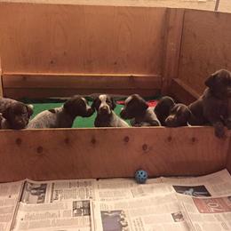 German Shorthaired Pointer Puppies from Coleman Creek Kennel