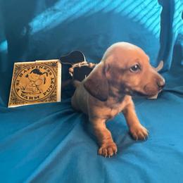 Goku - Red male Dachshund puppy in Park Hills, Missouri from Sugar Pop Dachshunds