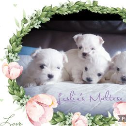 Maltese Puppies from Leslie's Maltese