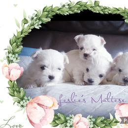 Maltese Puppies from Leslie's Maltese