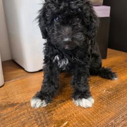 Sweet girl - Black female Poodle puppy in Louisville, Mississippi from Cindy's Poodles