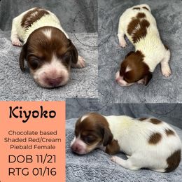 Kiyoko - Piebald female Dachshund puppy in Denham Springs, Louisiana from Rockin’ with Dachshunds