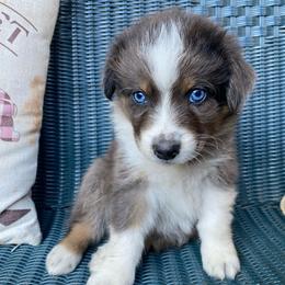 Hot Lips Hula Hoop - Red merle female Australian Shepherd puppy in Mocksville, North Carolina from Ewes2farm