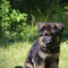 Pink - Black and red female German Shepherd puppy in Oswego, New York from Vom Wolfgang Roma Kennels
