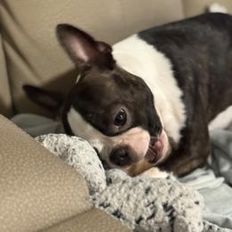 Millie - Boston Terrier