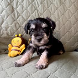 Bee-atrice  - AKC - Yellow Collar - Black and silver female Miniature Schnauzer puppy in Wheeler, Wisconsin from Sue’s Miniature Schnauzers