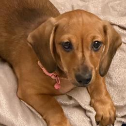 Pearl - Red female Dachshund puppy in Melrose, Florida from Magnolia Hill Cavaliers and Doxies