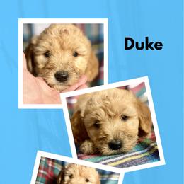 Duke - Apricot male Goldendoodle puppy in Bluefield, Virginia from Love on a Leash