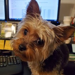 Yorkshire Terriers from MC Yorkies