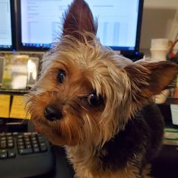 Yorkshire Terriers from MC Yorkies